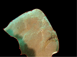 Figure. Canvas window showing background masked, leaving just the fish.