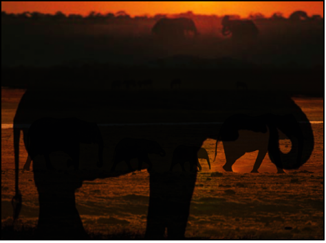 Canvas showing two objects blended using the Multiply blend mode