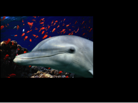 Canvas showing overlapping objects with Preserve Opacity turned on