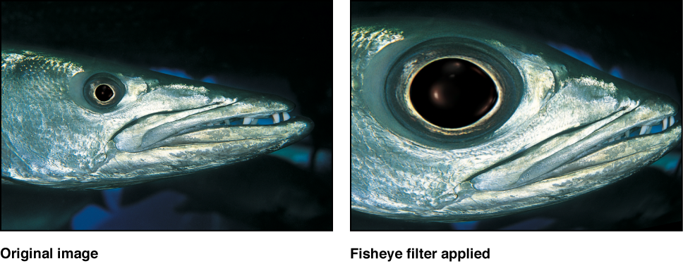 Canvas showing effect of Fisheye filter