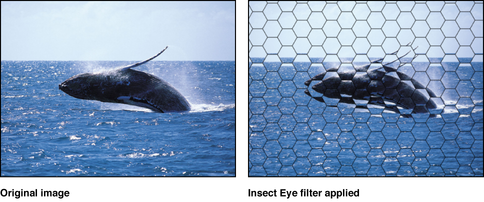 Canvas showing effect of Insect Eye filter