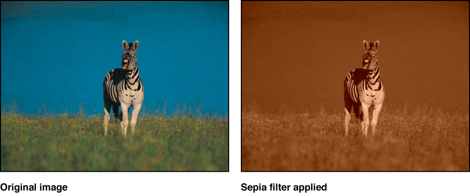 Canvas showing effect of Sepia filter