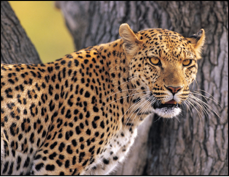 Canvas showing isloated object