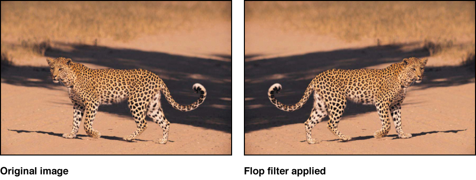 Canvas showing effect of Flop filter