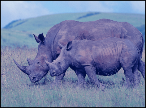 Image with blue tint seen in Canvas