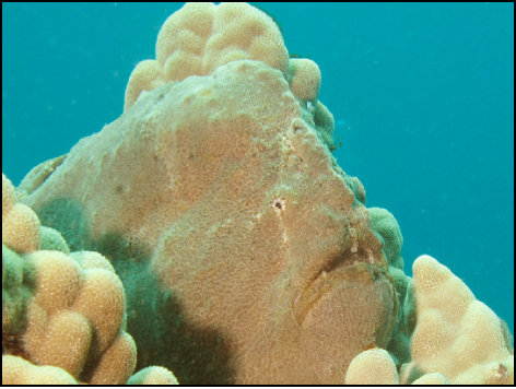 Canvas showing image of frog fish sitting on coral