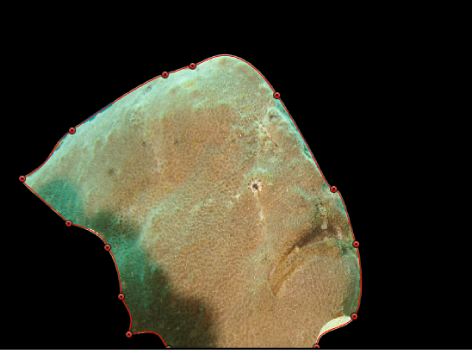 Canvas showing background masked, leaving just the fish