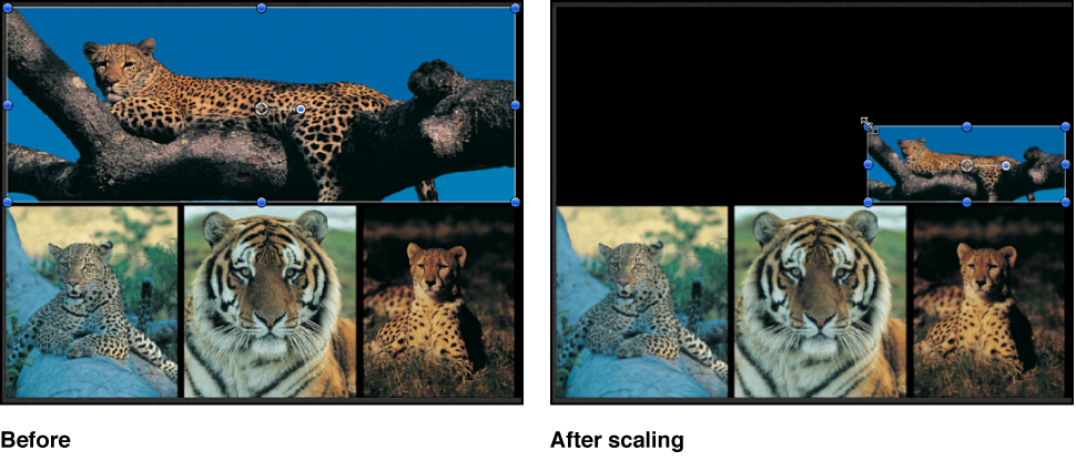 Canvas showing a single object being scaled