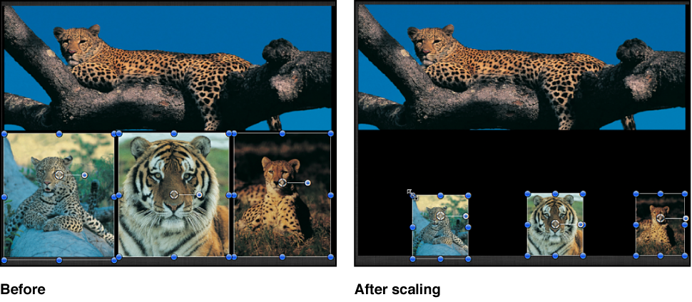 Canvas showing multiple objects being scaled together