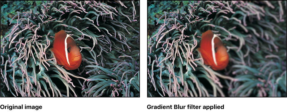 Canvas showing effect of Gradient Blur filter