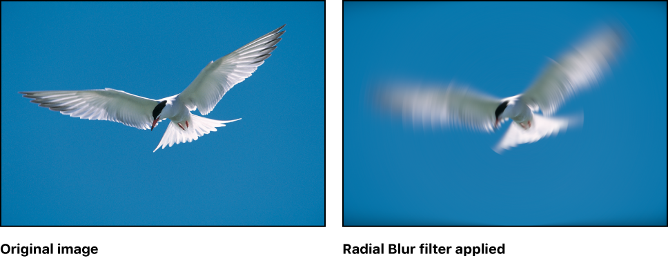 Canvas showing effect of Radial Blur filter