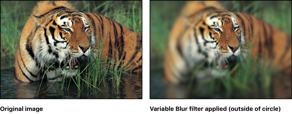 Canvas showing effect of Variable Blur filter