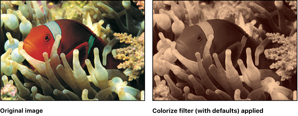 Canvas showing effect of Colorize filter