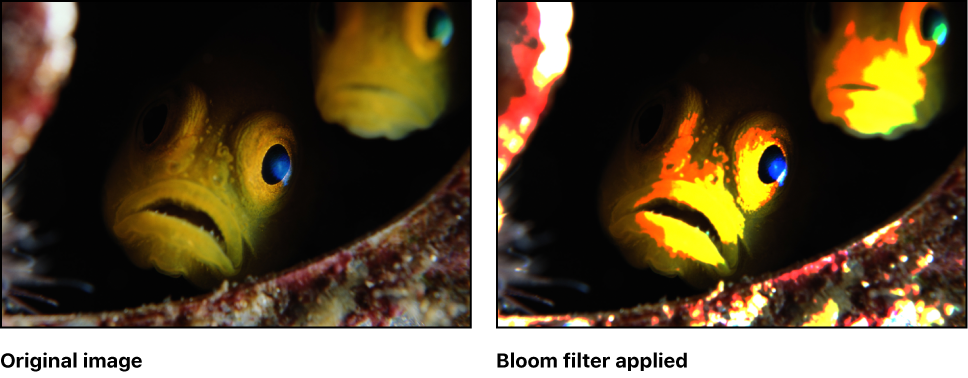 Canvas showing effect of Bloom filter