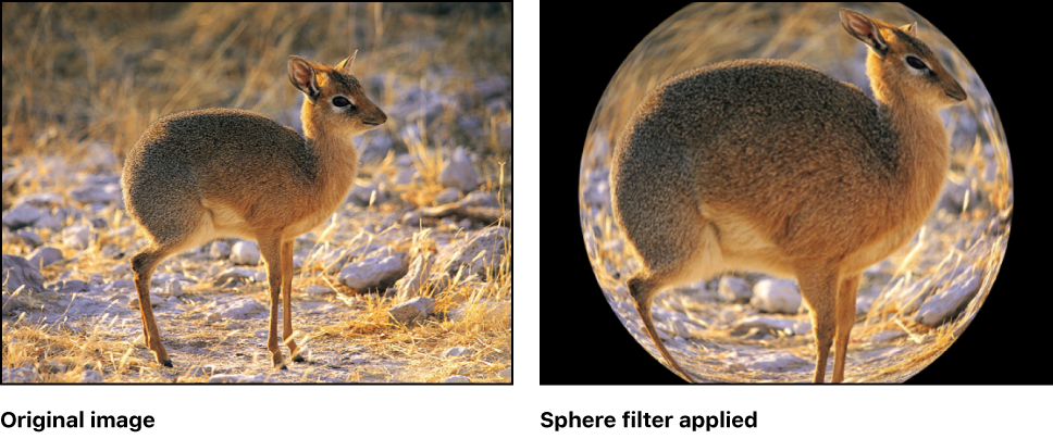 Canvas showing effect of Sphere filter